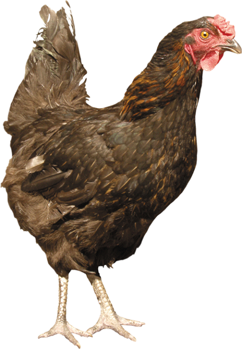 Hen chicken PNG dark free download