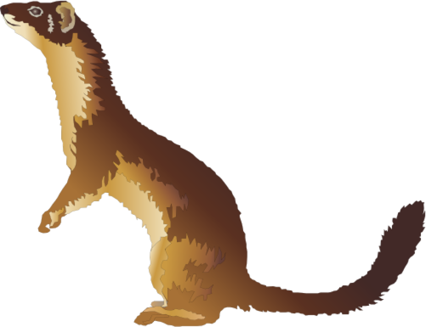 Weasel PNG Hunting Image Free Transparent