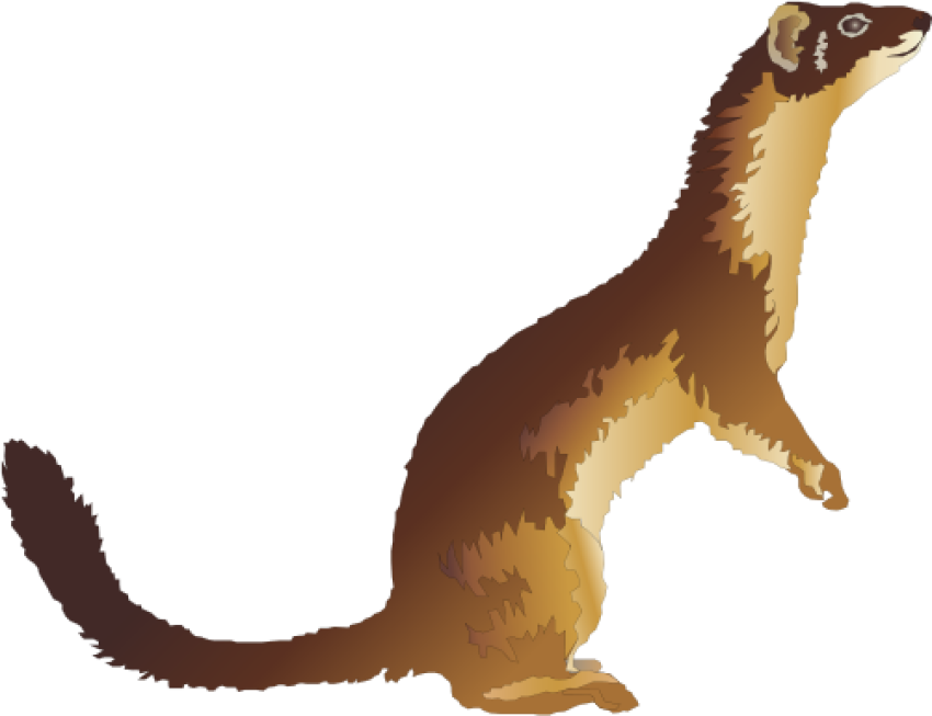 Weasel Hunting image PNG download