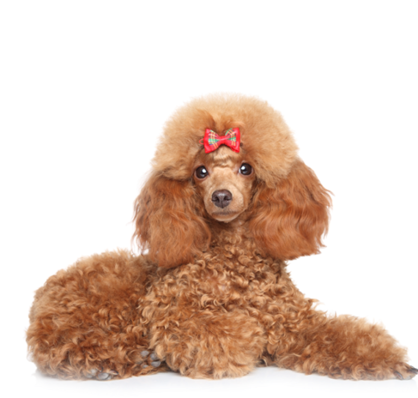 Poodle PNG Pet Animal Transparent Image