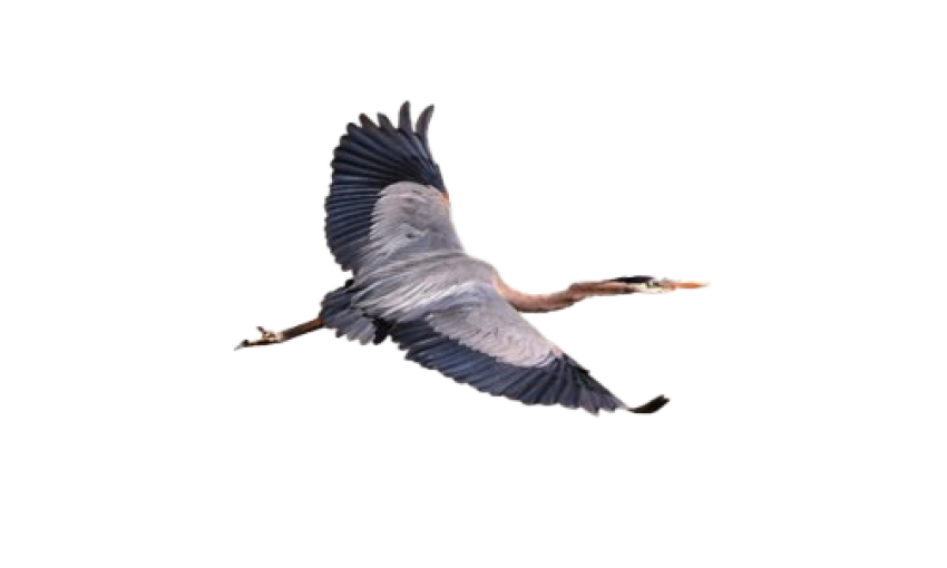 Great Flying Heron PNG Bird Image Free Transparent