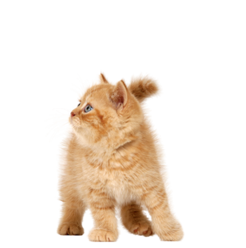 PSD Clipart Vector Kitten PNG Image Free Transparent