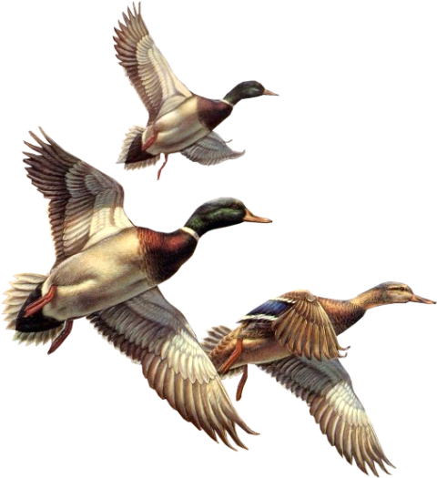 Flying Duck PNG Image, Transparent Duck Photo Free Download