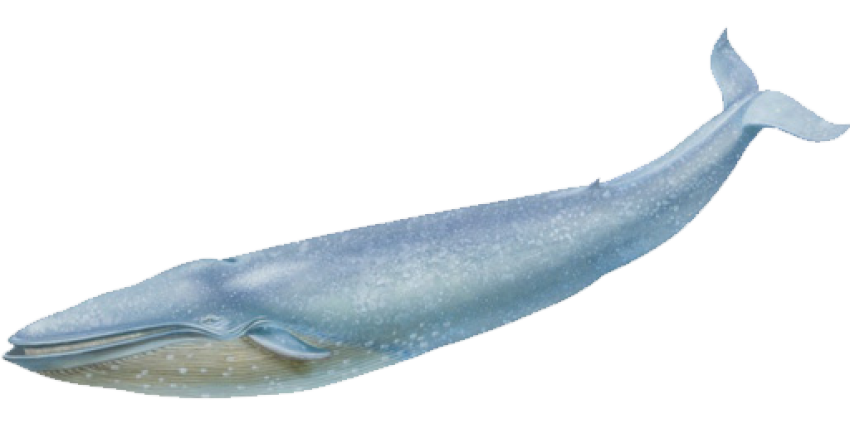 Blue whale long driver free