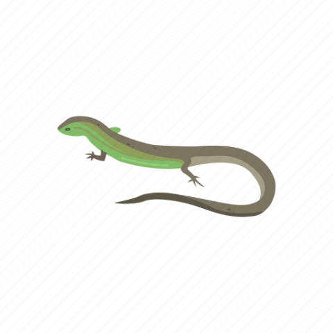 Royalty Free Aniaml On Skink PNG Transparent Background