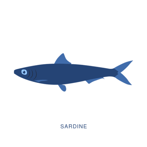 Sardine PNG Vector Art Image Free Download