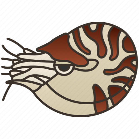 Transparent Nautilidae PNG Picture