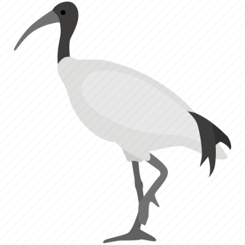 Vector Clipart Ibis PNG Animal Drawing Free Download