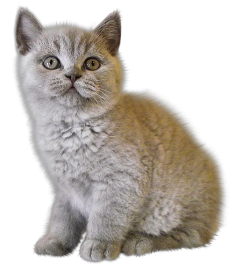 Clipart Cat Kitten PNG Cute Image Free Download