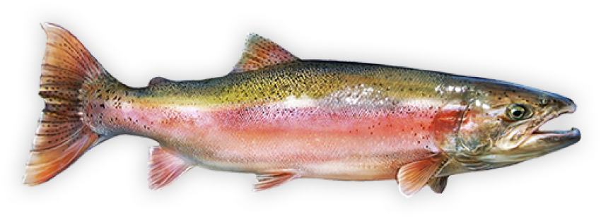 Juvenile Rainbow Trout PNG image