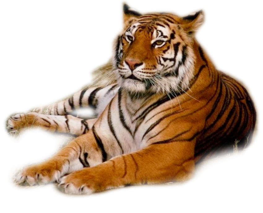 Tiger rest pose free png download