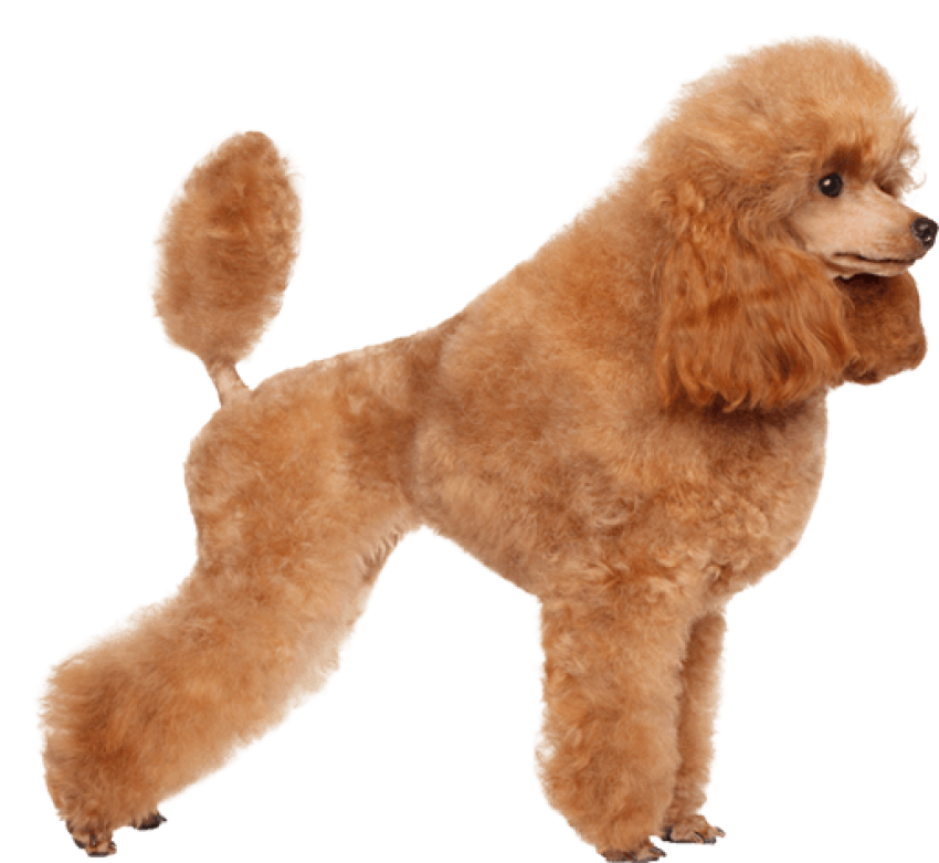 Poodle PNG Dog Photo Free Download