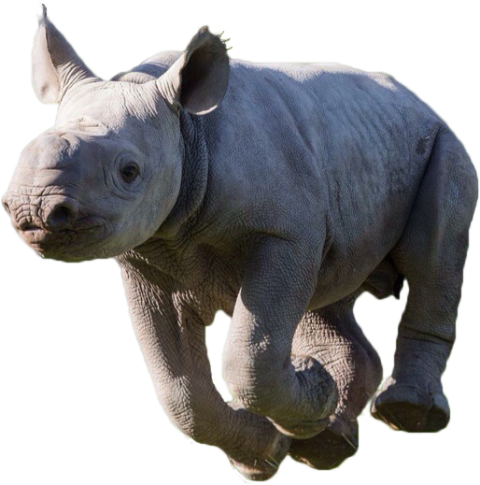 Isolated Running Rhinoceros PNG Animal Image