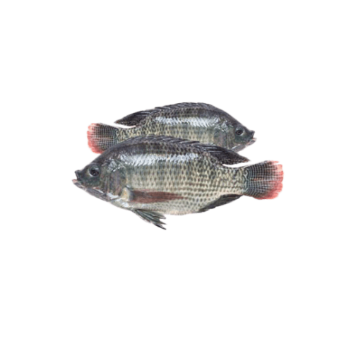 Nile Tilapia PNG Stock Isolated Animal Picture