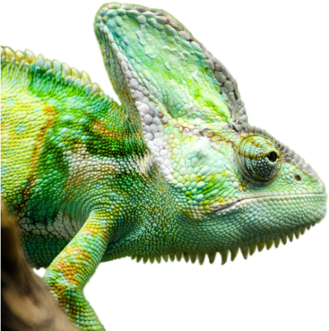 Reptile Lizard Animal PNG Transparent