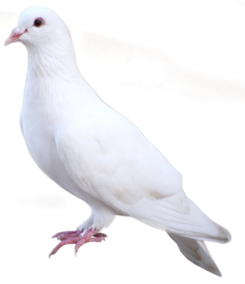 Download Free Rock Dove PNG White Birds