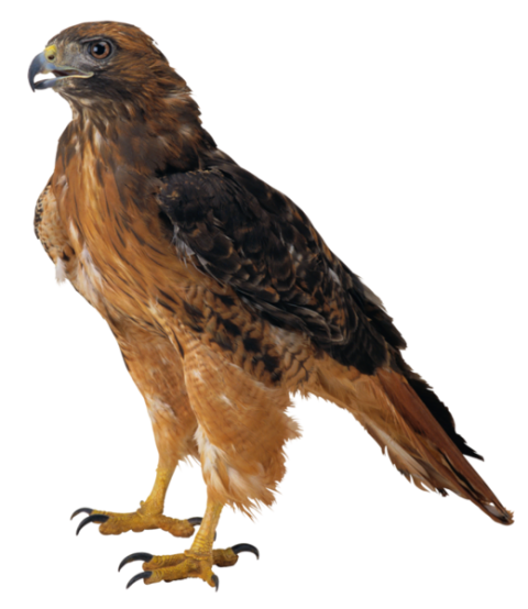 Download Owl Birds PNG Image, Owl File HQ PNG Image, Transparent Background