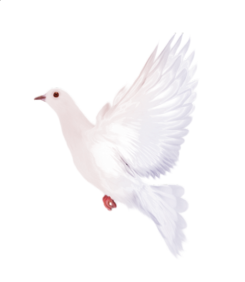 Birds PNG Image Without Background - White Beautiful Bird Png Photo, Transparent Background