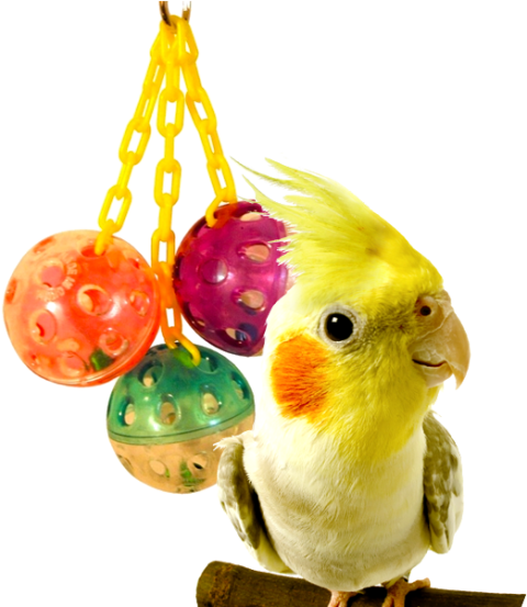 Transparent Cute Litter Lovebird PNG Photo