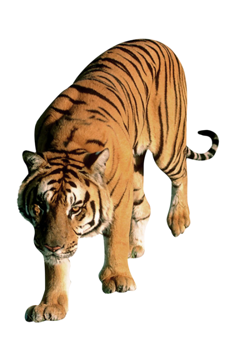 Attack tiger png free download