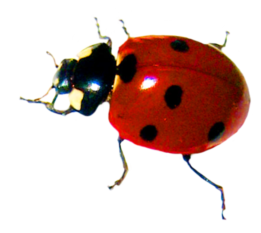 Transparent Download Free Photo Ladybird Beetle PNG Insect