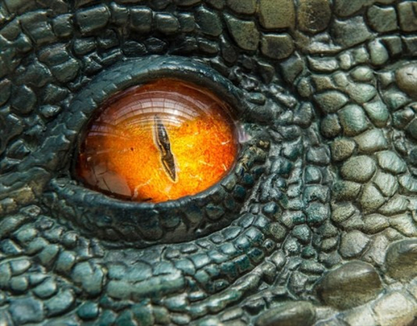 Crocodile fire eye or crocodile stone eye png free download photo