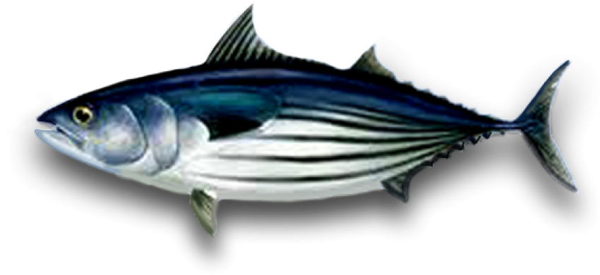 Colorful Tuna isolated PNG Transparent