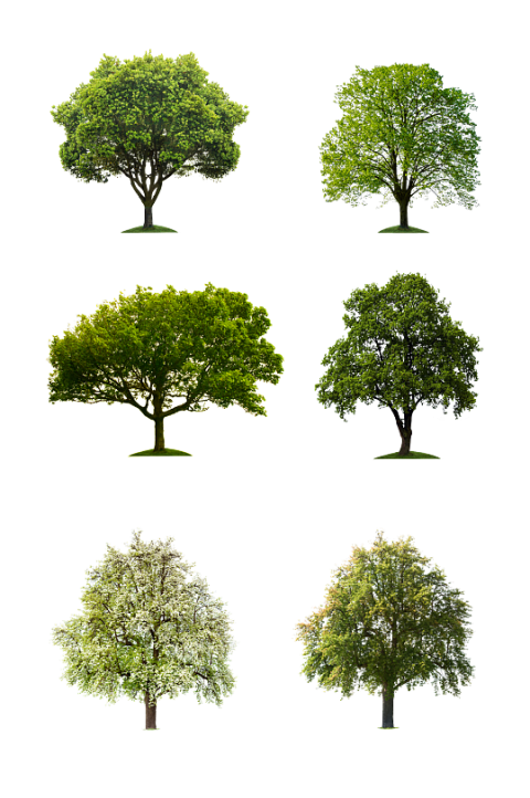 Png tree pack 6 tree pack png free