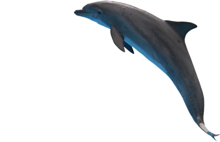 Shem Creek Inn Dolphin jump in water free download