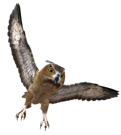 Flying Owl Birds, Barn owl, Owl PNG, Owl picture Transparent Background
