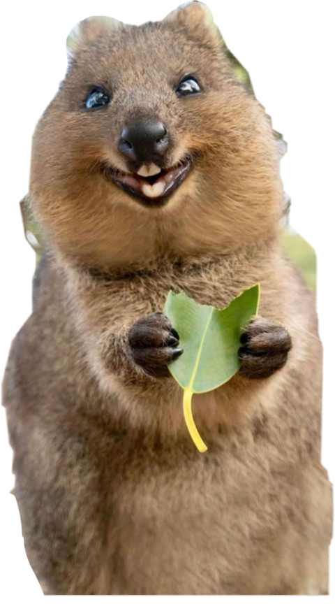 Clipart Animal Quokka PNG Picture Download Freee