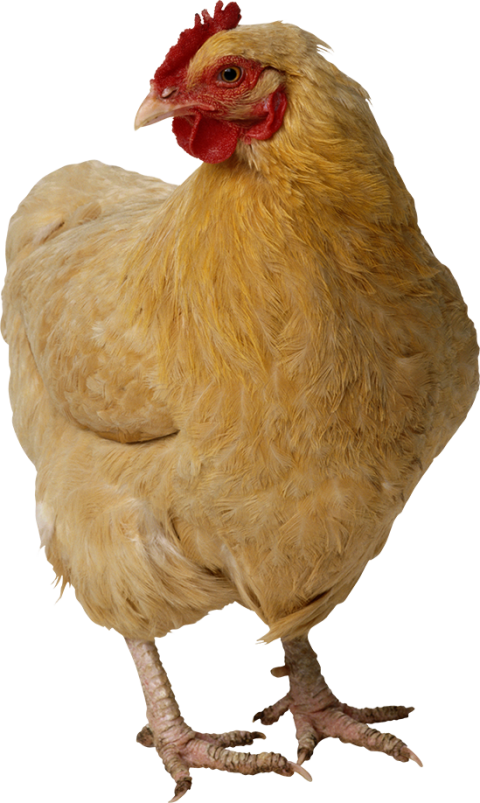 Hen chicken side pose PNG free download