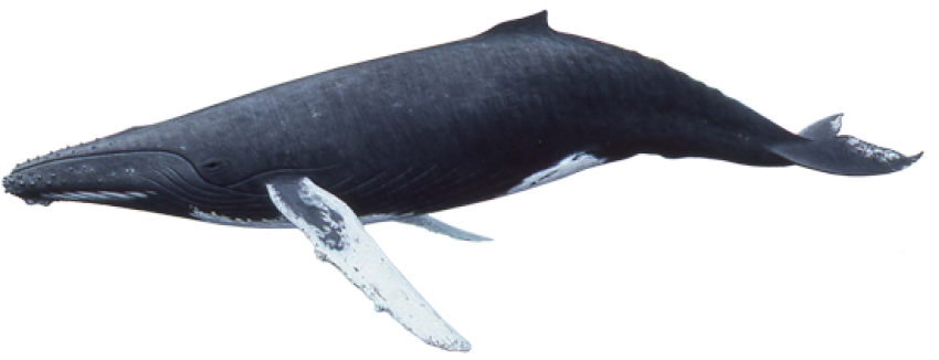 Humpback Whale fish png free download