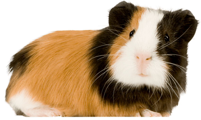 Guinea Pig PNG Image Free Download