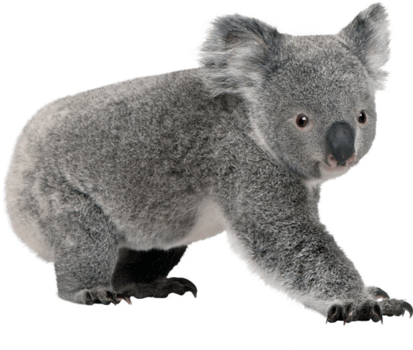 Isolated Koala Hd PNG Photo Image