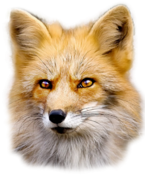 HD Front Face of Fox PNG Image On Transparent