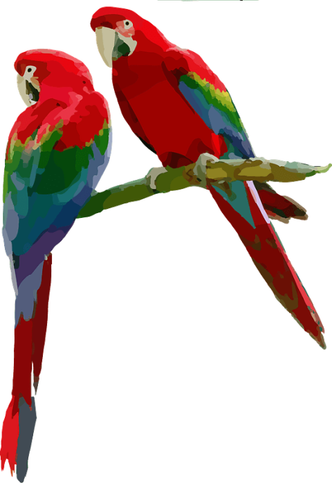 Military Birds & Parrot Macaw PNG Free Photo Transparent Background