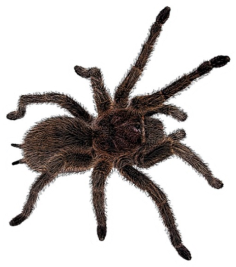 Tarantula PNG Sticker Free Image