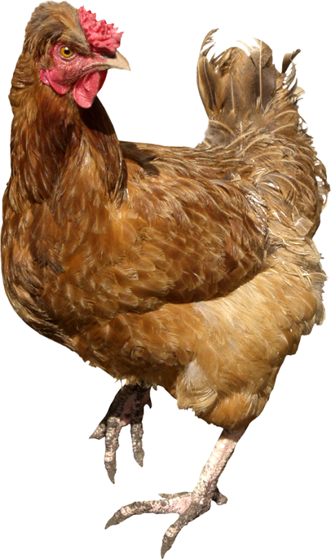 Hen chicken stand PNG free download