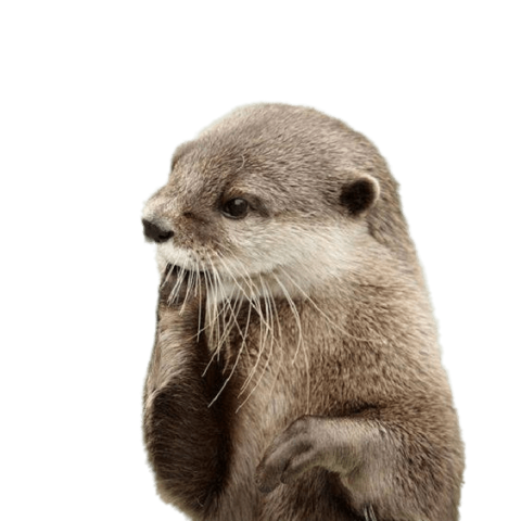 Illustration Sea Otter PNG Image