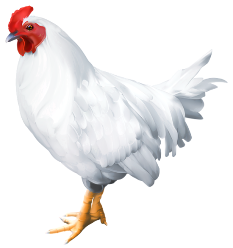 Beautiful White Rooster PNG Free Transparent Background