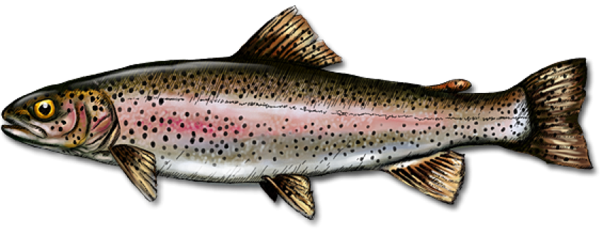 Transparent Image Plus Rainbow Trout PNG Download Free