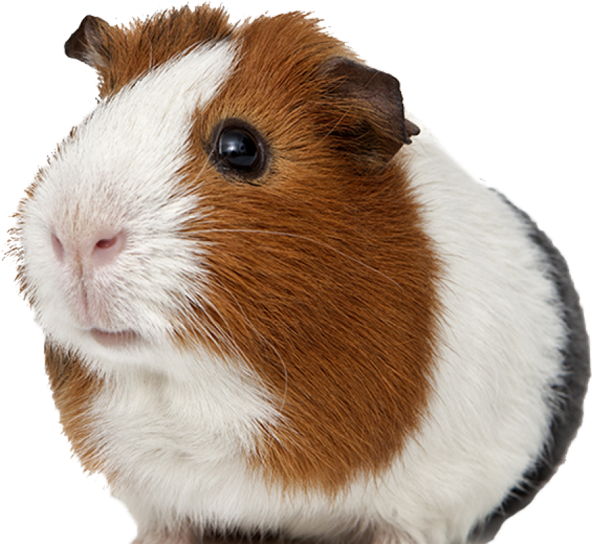 Illustration Hand Painted Guinea Pig PNG Free Image Download