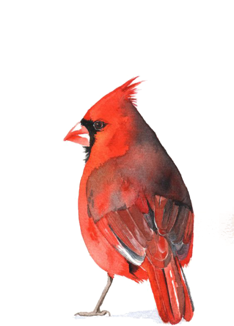 Illustration Pied Northern Cardinal PNG Flying Bird