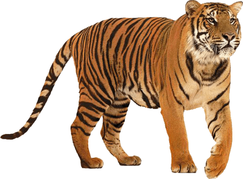 Tiger  stand pose free download