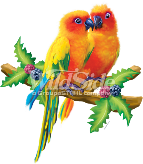 Lovebird PNG Clipart Birds Free Download