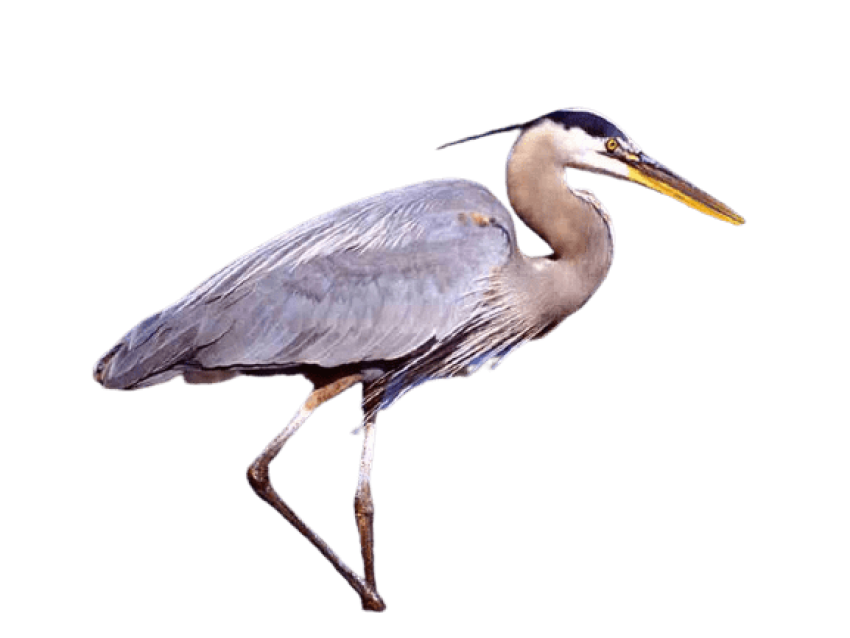 Transparent Background PNG Heron Image