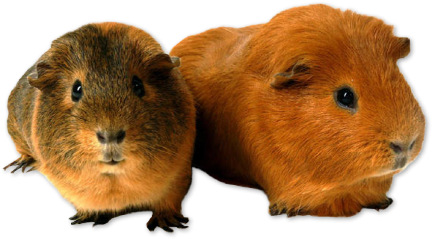 Two Guinea Pig PNG Animal Image Free Download