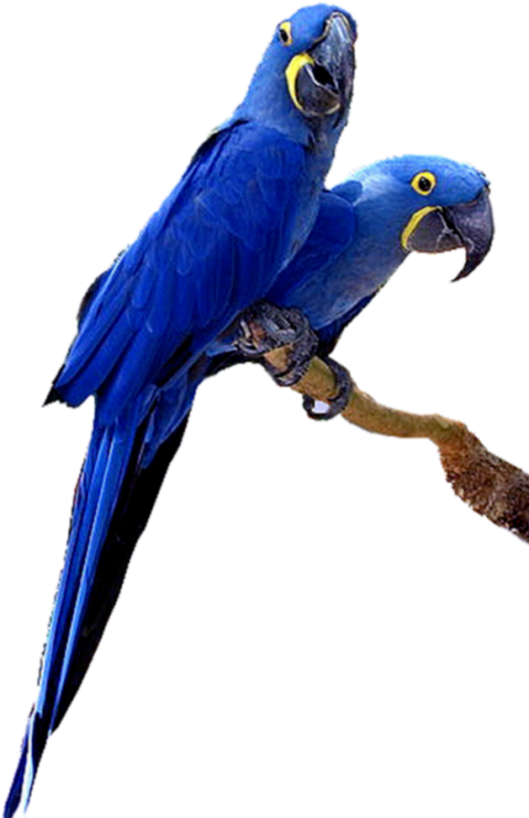 Silhouette Blue Macaw PNG Birds Pair Image