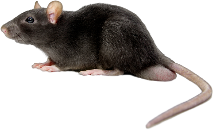 Sillhouette On Mice Mouse With Long Tail PNG Picture